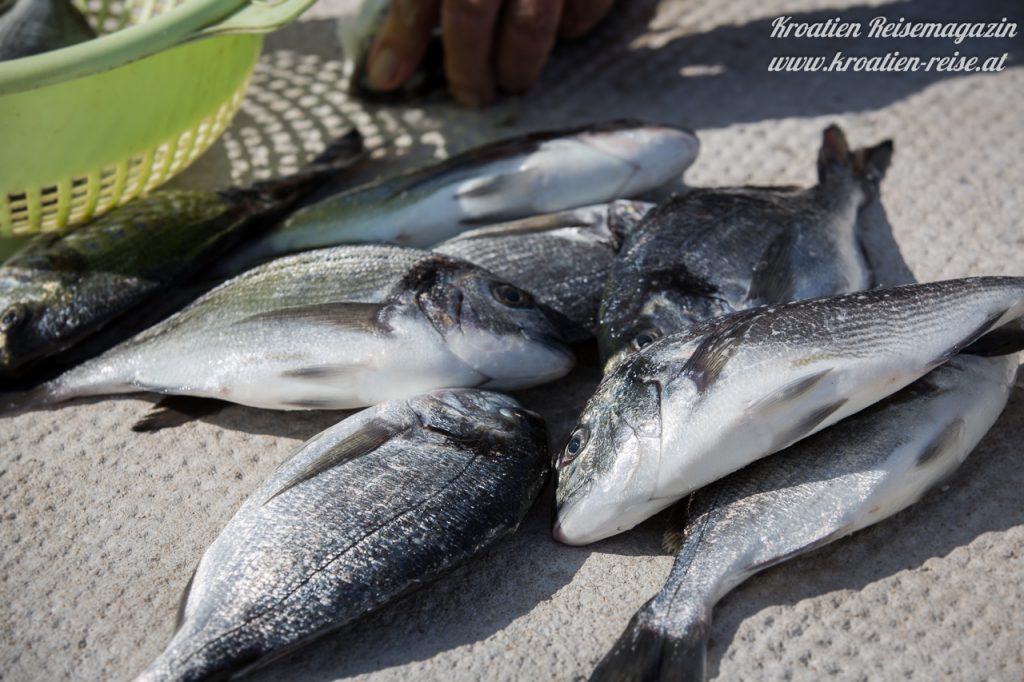 Dorade Fisch Goldbrasse