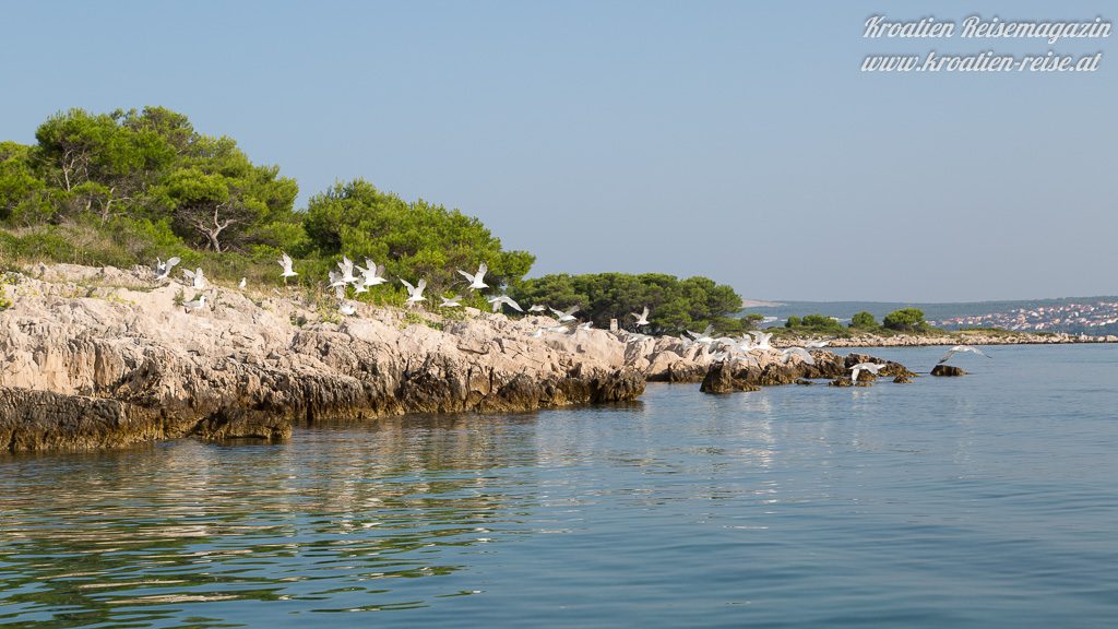 Insel Natur Kroatien