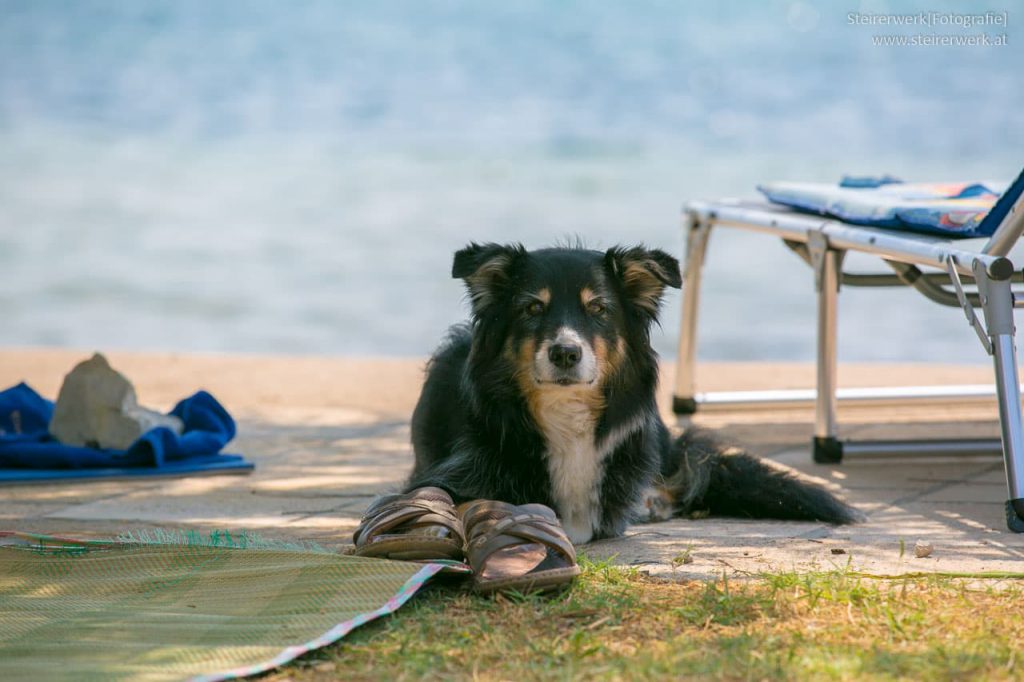 Hund am Strand in Kroatien