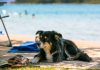 Urlaub mit Hund in Kroatien