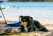 Urlaub mit Hund in Kroatien