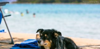 Urlaub mit Hund in Kroatien