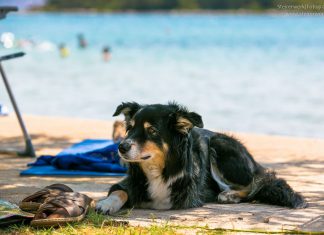 Urlaub mit Hund in Kroatien