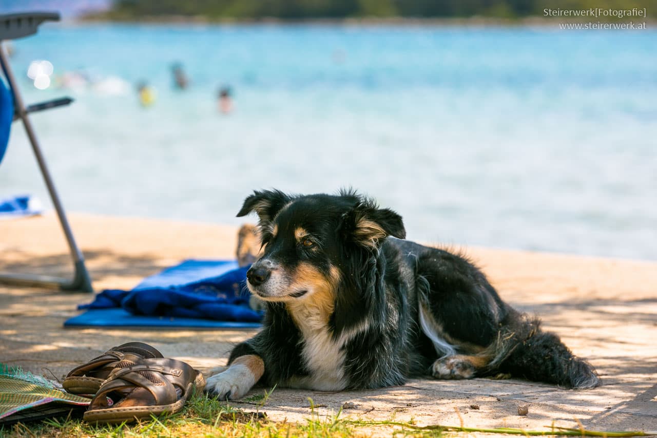 Konvertere alene billig Urlaub mit Hund in Kroatien - Einreisebestimmungen, Hundestrände
