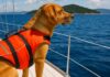 Hund auf Segelyacht