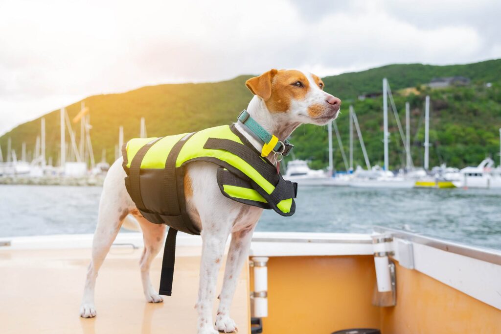 Hund am Yachthafen