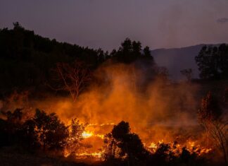 Waldbrand Nacht